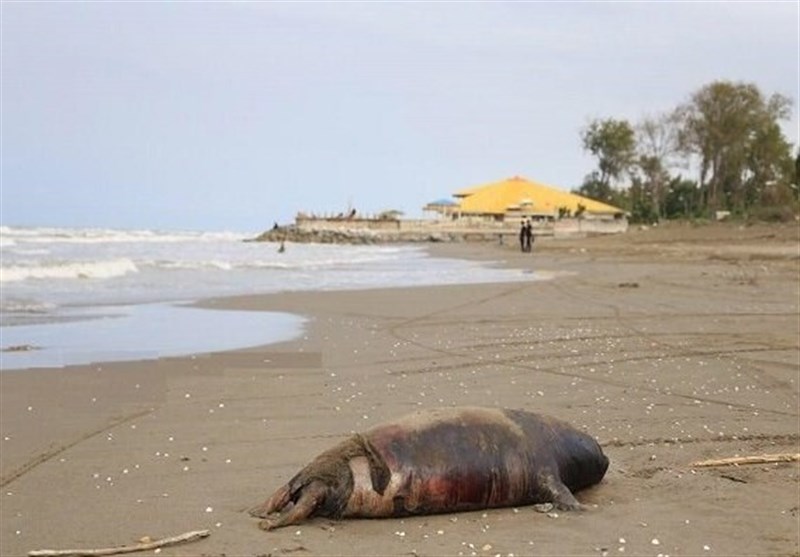 seal cadaver