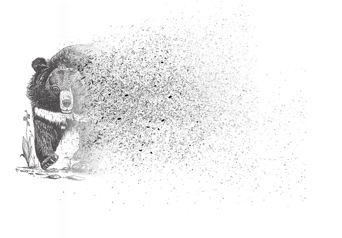 bear fading