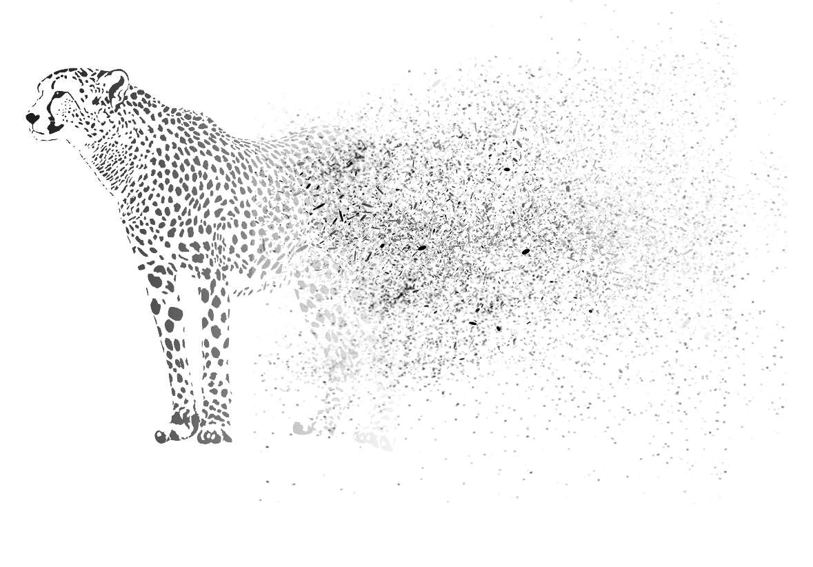 cheetah fading