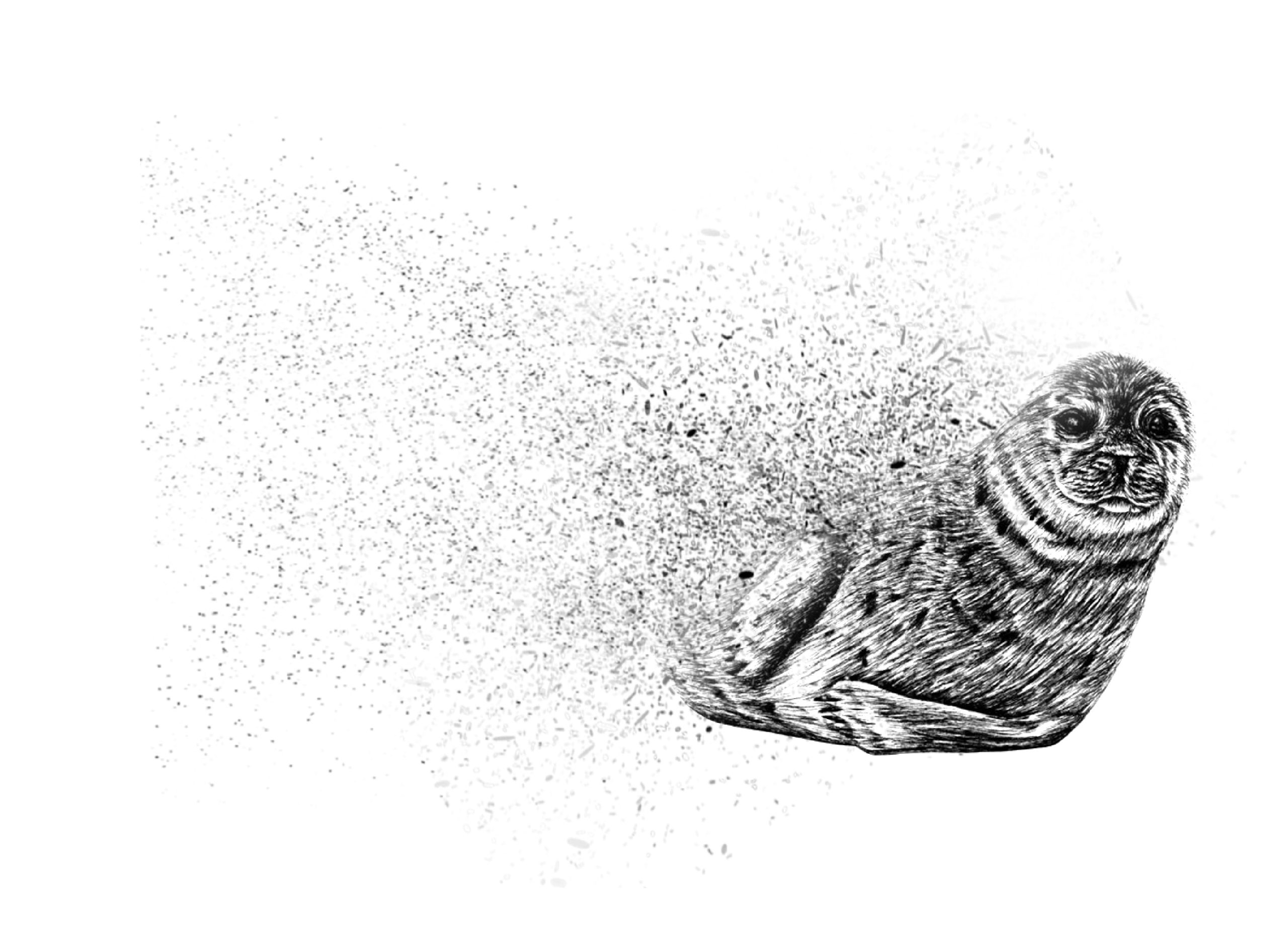 seal fading